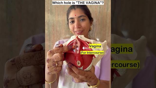 Which hole is the "vagina" ? Which hole is the "vagina" ?