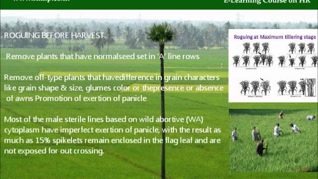 Module 3: hybrid seed production.wmv Module 3: hybrid seed production.wmv