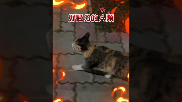請浪貓帶路去超商竟沒給「罐罐」!牠氣炸噴喵語飆罵 #shorts 請浪貓帶路去超商竟沒給「罐罐」!牠氣炸噴喵語飆罵 #shorts