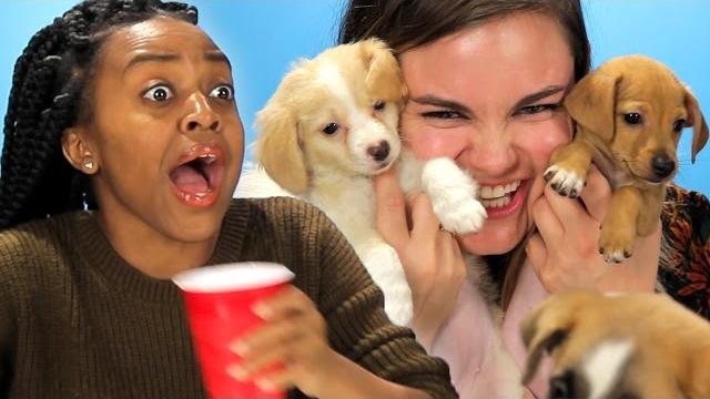 Drunk girls get surprised with puppies Drunk girls get surprised with puppies