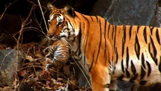 Mother tiger learns to care for cubs | david attenborough | tiger spy in the jungle | bbc earth Mother tiger learns to care for cubs | david attenborough | tiger spy in the jungle | bbc earth