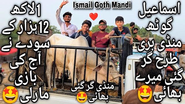 Ismail goth mandi karachi cattle latest update saturday 31 may 2025 | vip soday | bakra eid 2025 Ismail goth mandi karachi cattle latest update saturday 31 may 2025 | vip soday | bakra eid 2025