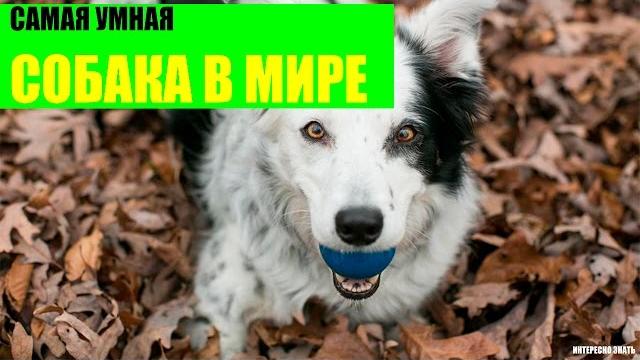Самая умная собака в мире Самая умная собака в мире