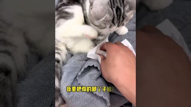 【小松鼠普洱】阿发说:今天我一定要舔脚吖子!无论事谁的! 【小松鼠普洱】阿发说:今天我一定要舔脚吖子!无论事谁的!