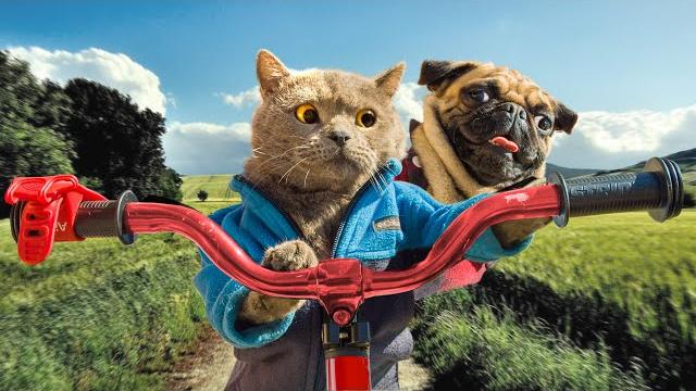 Cat and dog take a road trip Cat and dog take a road trip