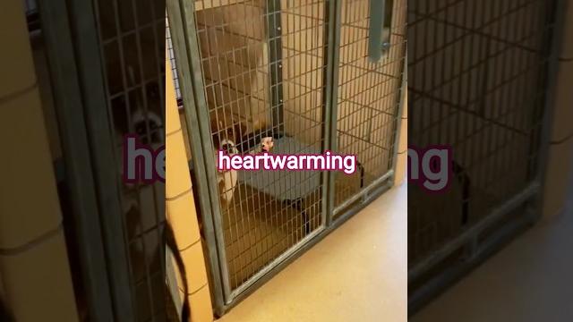 As soon as they feel that they have been adopted, a wave of joy surges within them #dogadoption As soon as they feel that they have been adopted, a wave of joy surges within them #dogadoption