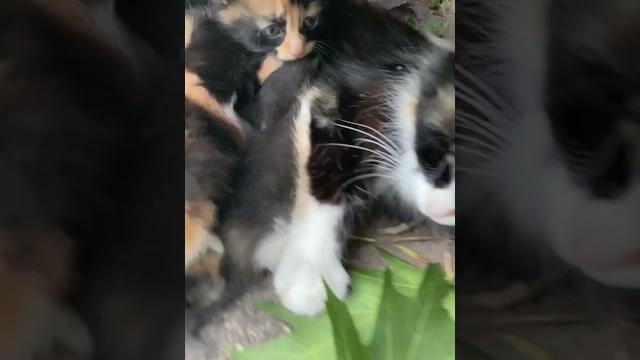 Kitty caca Kitty caca