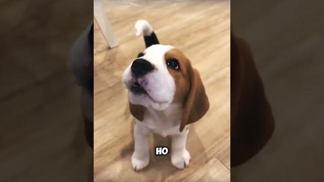 Самые опасные породы собак! Самые опасные породы собак!