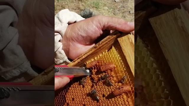 Bölme yap arını çoğalt - video=https://www.youtube.com/watch?v=pcwcynrfi98 #shorts #aricilik #bee Bölme yap arını çoğalt - video=https://www.youtube.com/watch?v=pcwcynrfi98 #shorts #aricilik #bee