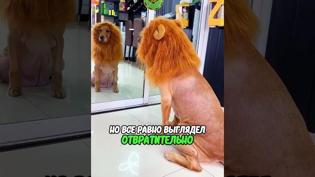 Собаку подстригли Собаку подстригли