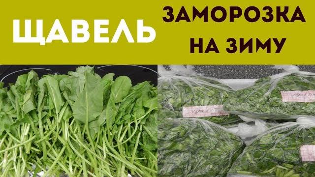 Как правильно заморозить щавель на зиму Как правильно заморозить щавель на зиму