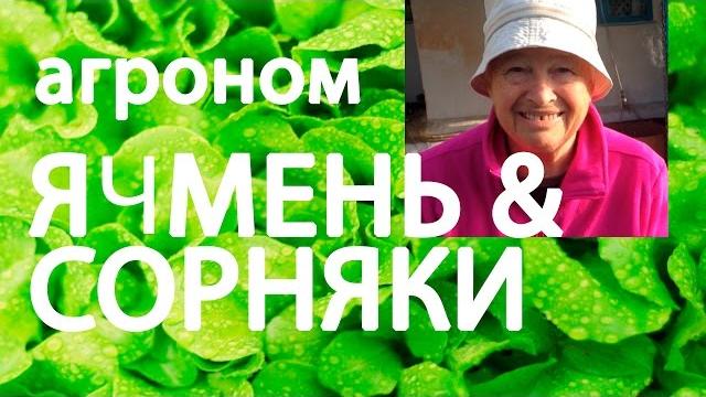 Борьба с сорняками #ячмень как средство Борьба с сорняками #ячмень как средство