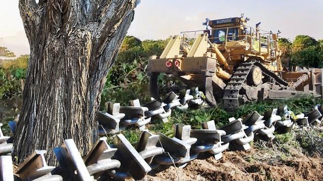 Clearing wooded land with anchor chain and bulldozer Clearing wooded land with anchor chain and bulldozer