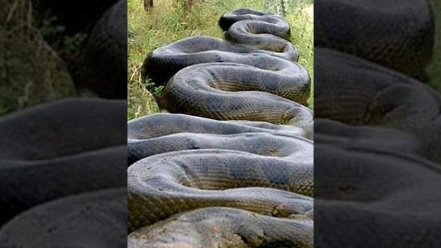 Largest snake of all time Largest snake of all time