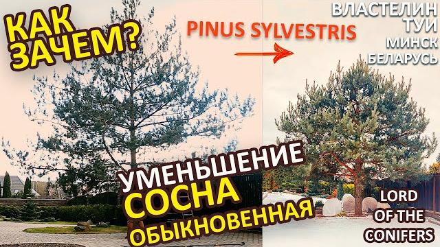 Сосна обыкновенная обрезка/pinus sylvestris/ @lord_of_garden_belarus / стрижка туи минск Сосна обыкновенная обрезка/pinus sylvestris/ @lord_of_garden_belarus / стрижка туи минск