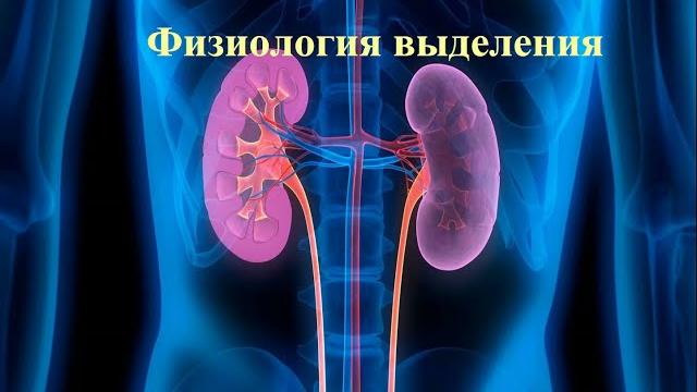 Физиология выделения Физиология выделения