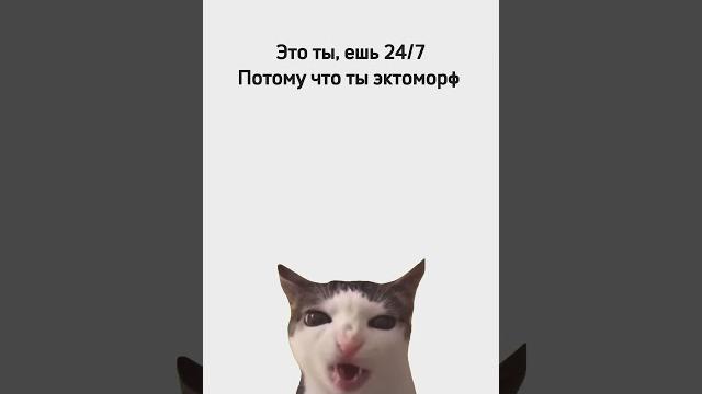 Кот хрустит кормом - мем Кот хрустит кормом - мем