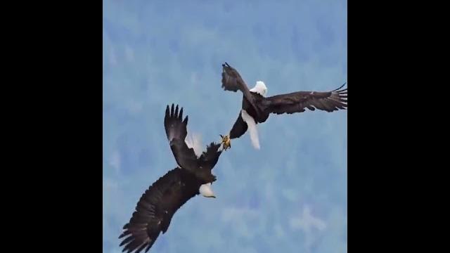 The bald eagle's impressive courtship cartwheel The bald eagle's impressive courtship cartwheel