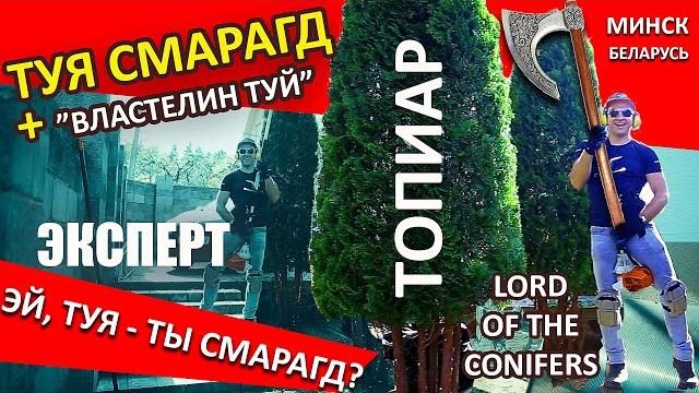 Хитрости стрижки туи | советы по хвойным | топиар | @lord_of_garden_belarus | ниваки | минск.беларусь Хитрости стрижки туи | советы по хвойным | топиар | @lord_of_garden_belarus | ниваки | минск.беларусь