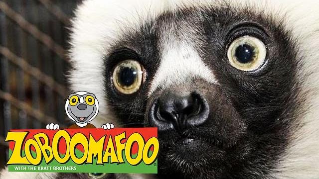 Zoboomafoo season 1 episode 1-5 full episode compilation | kids tv shows Zoboomafoo season 1 episode 1-5 full episode compilation | kids tv shows