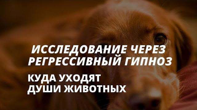 Куда после смерти уходят души животных. Куда после смерти уходят души животных.