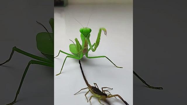 Praying mantis vs scorpion #insects #mantis #scorpion #animals Praying mantis vs scorpion #insects #mantis #scorpion #animals