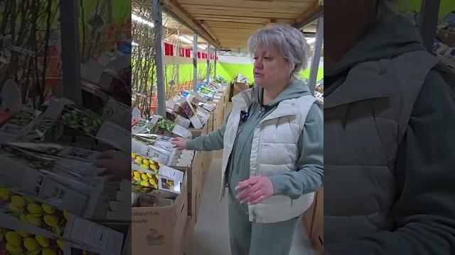 Чем так хороши эти два сорта актинидии? Чем так хороши эти два сорта актинидии?