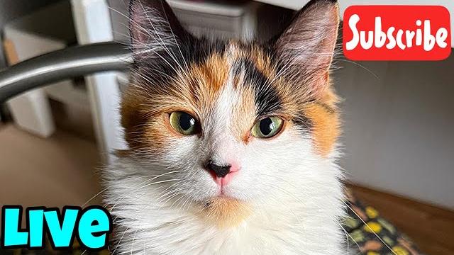 Thursday purrs - live stream Thursday purrs - live stream