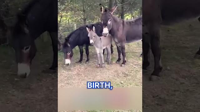Baby donkey ends up with two mothers Baby donkey ends up with two mothers