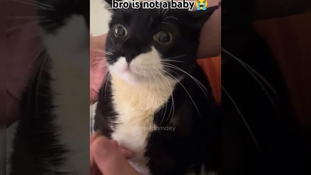 Bro is not a baby #shorts #catvideos Bro is not a baby #shorts #catvideos