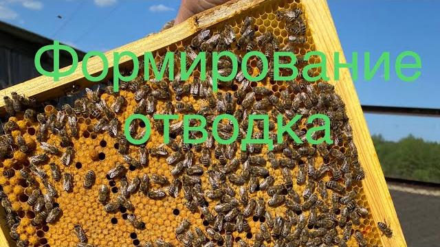 Формирование отводка!!! Формирование отводка!!!