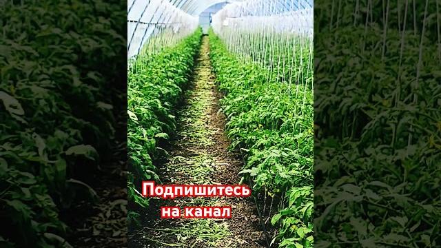 Как выращивать томаты помидоры в теплице. #теплица #клубника #балаган #клери #мурано #альба #малина Как выращивать томаты помидоры в теплице. #теплица #клубника #балаган #клери #мурано #альба #малина