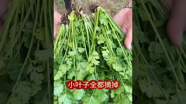 吃不完的香菜这样保存一年都不烂 #香菜 #香菜保存 #香菜保存小技巧 #香菜保存方法 #香菜储存方法 吃不完的香菜这样保存一年都不烂 #香菜 #香菜保存 #香菜保存小技巧 #香菜保存方法 #香菜储存方法