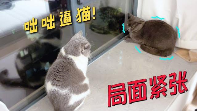 带“粽子”去见朋友家的猫,没想到会是这种局面! 带“粽子”去见朋友家的猫,没想到会是这种局面!
