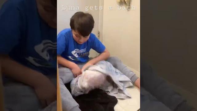 Luna gets a bath #dog #bath Luna gets a bath #dog #bath