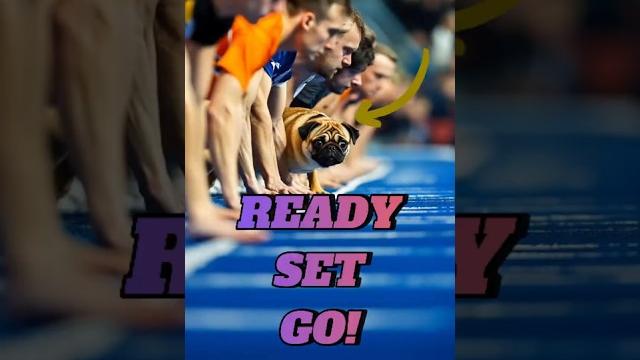 Tiny pug’s hilarious pre-race warmup | cutest dog sprint ever #pugrace #funnydogs #cutepets #ai Tiny pug’s hilarious pre-race warmup | cutest dog sprint ever #pugrace #funnydogs #cutepets #ai