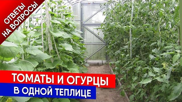 Томаты и огурцы в одной теплице Томаты и огурцы в одной теплице