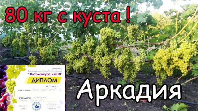 Виноград 80 кг с куста ! аркадия. Виноград 80 кг с куста ! аркадия.