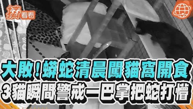 大敗! 蟒蛇清晨闖貓窩開食 3貓瞬間警戒一巴掌把蛇打懵|tvbs新聞|擠看看 #shorts 大敗! 蟒蛇清晨闖貓窩開食 3貓瞬間警戒一巴掌把蛇打懵|tvbs新聞|擠看看 #shorts