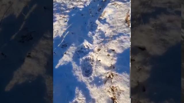 Следы медведя в сёйве Следы медведя в сёйве
