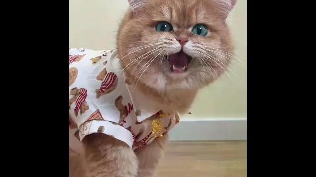 元宝:我服了你个老六! #话痨猫 #万物可爱计划 #网易严选猫粮#尽兴买出生活高光#又好又便宜 元宝:我服了你个老六! #话痨猫 #万物可爱计划 #网易严选猫粮#尽兴买出生活高光#又好又便宜