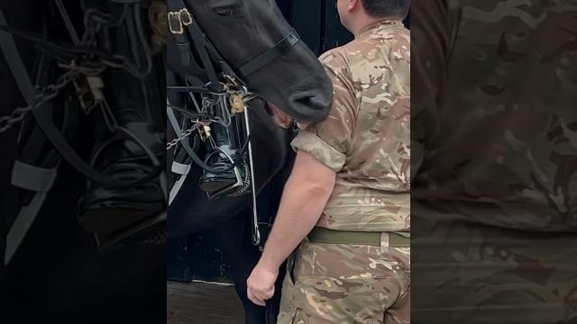 Horse nips police & soldier ️ | horse guards, royal guard, kings guard, horse, london, 2024 Horse nips police & soldier ️ | horse guards, royal guard, kings guard, horse, london, 2024
