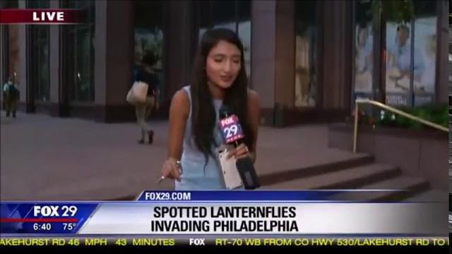 Lantern bug reporter pumps crush Lantern bug reporter pumps crush