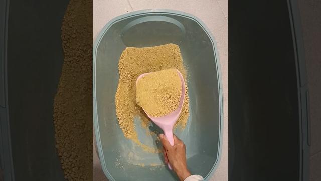 #3646#shorts #cat #litter #arenero #gato #satisfaying #limpieza #caca #gato #video #amsr #mixis #3646#shorts #cat #litter #arenero #gato #satisfaying #limpieza #caca #gato #video #amsr #mixis