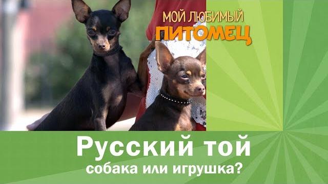 Русский той. как воспитать собаку Русский той. как воспитать собаку