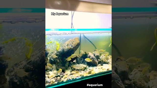 Oscar fish shots || feeding fish || #oscarfish #feeding #oscars #aquascapegallery #aquarium #aqua Oscar fish shots || feeding fish || #oscarfish #feeding #oscars #aquascapegallery #aquarium #aqua