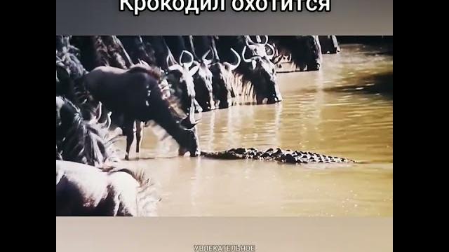 Крокодил охотится на антилопу Крокодил охотится на антилопу