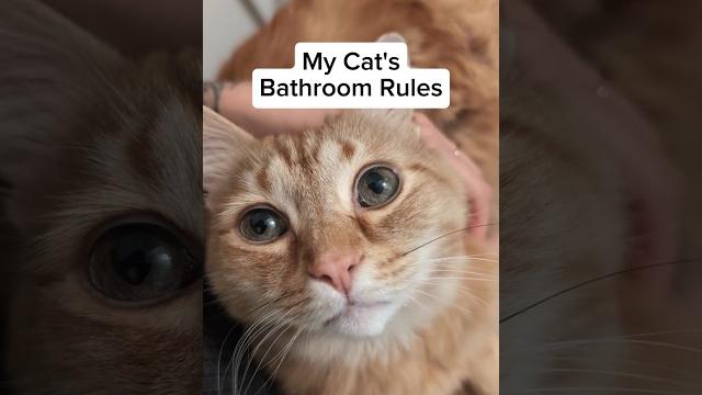 My cat's bathroom rules My cat's bathroom rules