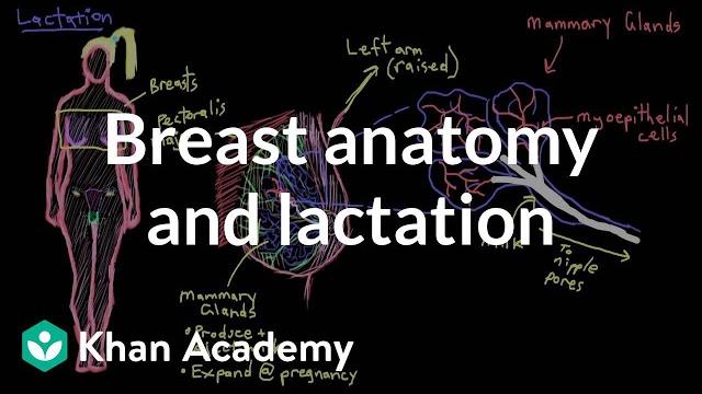 Breast anatomy and lactation | reproductive system physiology | nclex-rn | khan academy Breast anatomy and lactation | reproductive system physiology | nclex-rn | khan academy