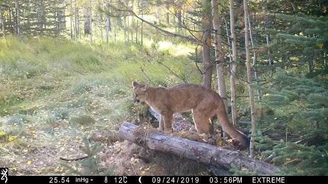 Cougar sounds Cougar sounds